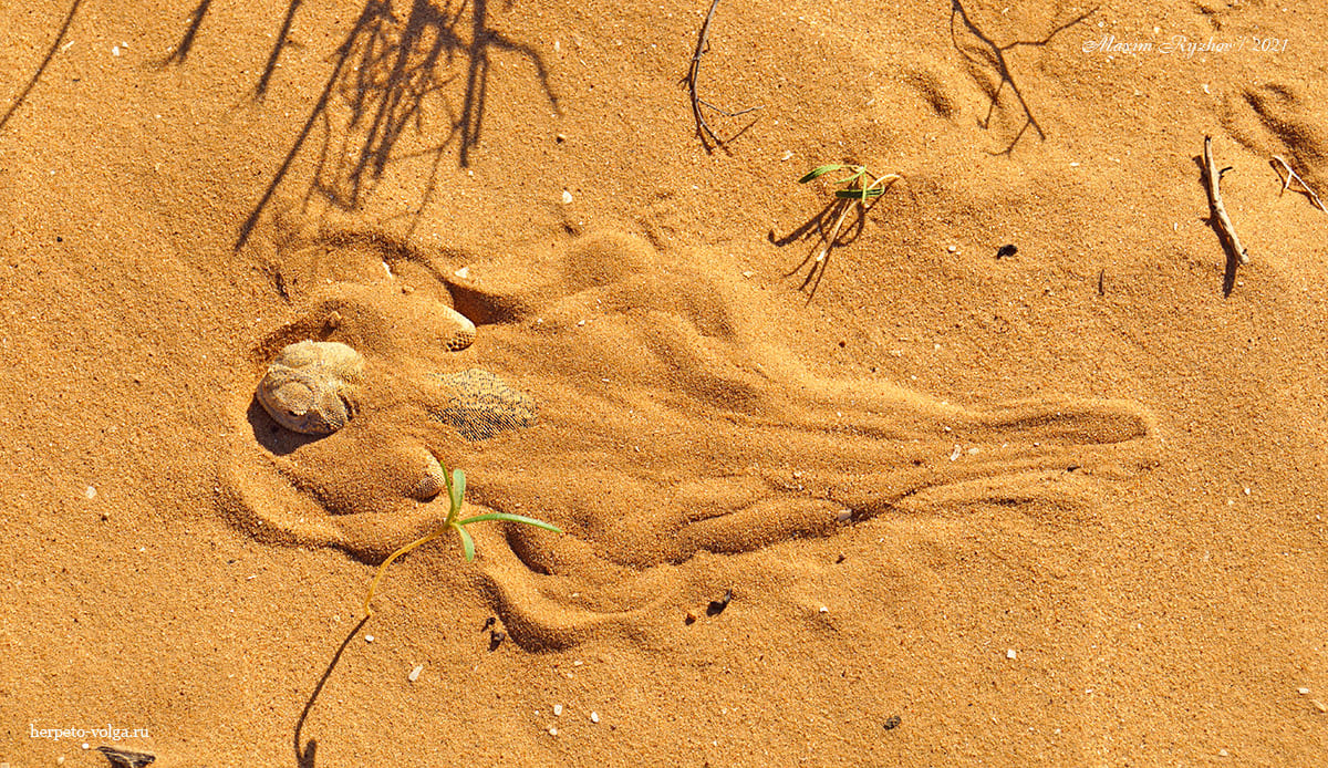 Ушастая круглоголовка Phrynocephalus mystaceus (Pallas, 1776)