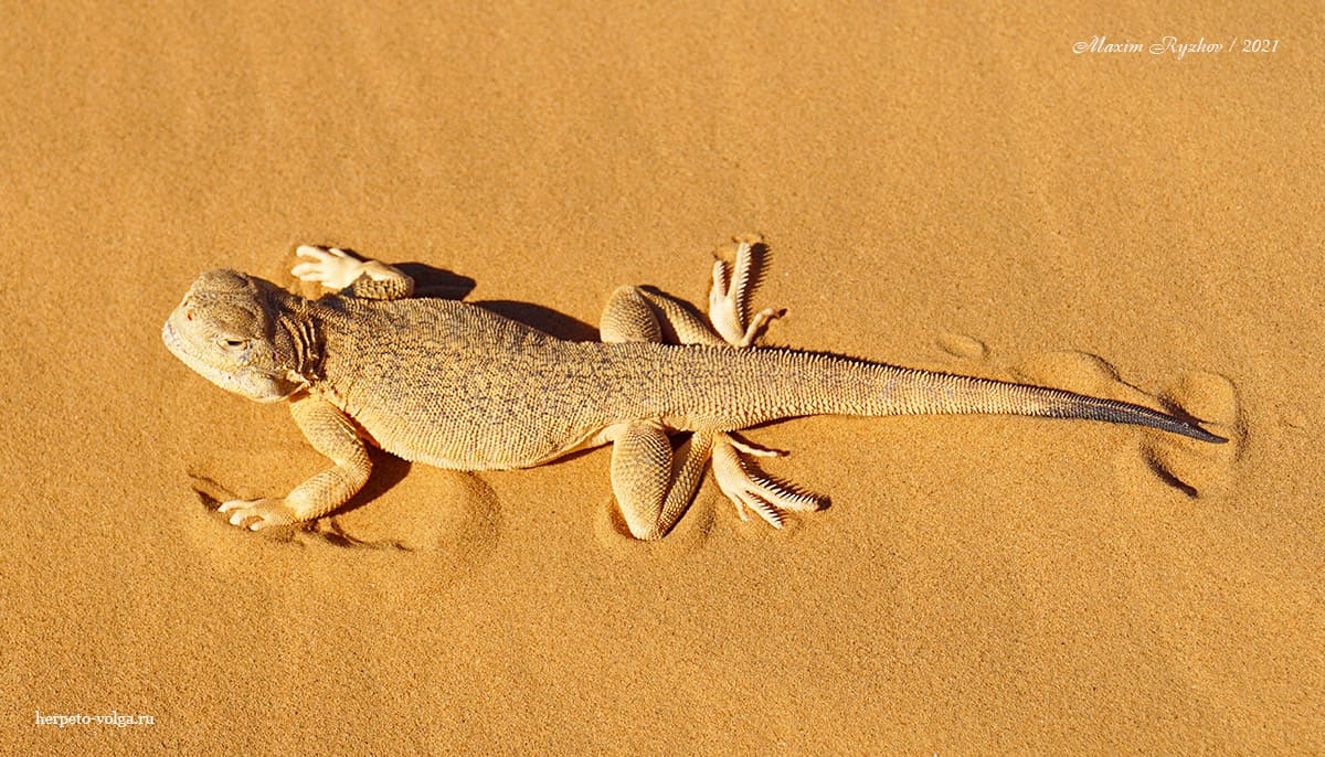 Ушастая круглоголовка Phrynocephalus mystaceus