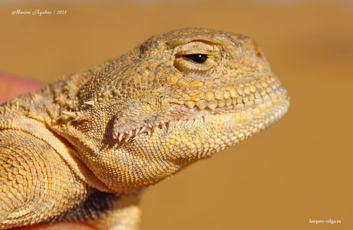 Ушастая круглоголовка (Phrynocephalus mystaceus)