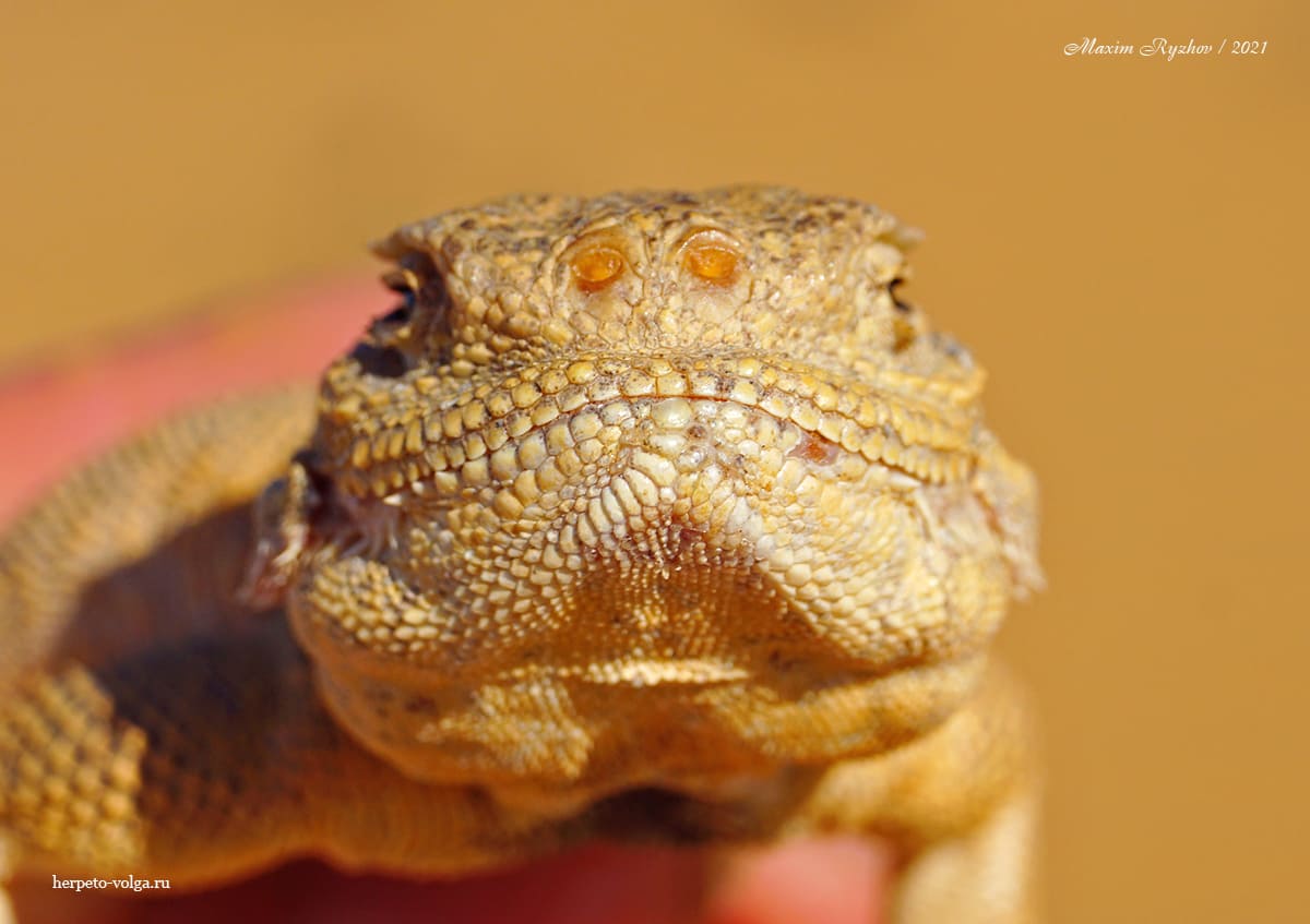 Ушастая круглоголовка (Phrynocephalus mystaceus)