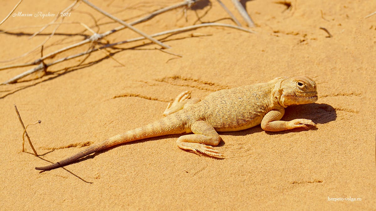 Ушастая круглоголовка (Phrynocephalus mystaceus)