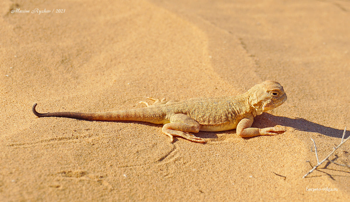 Ушастая круглоголовка (Phrynocephalus mystaceus)