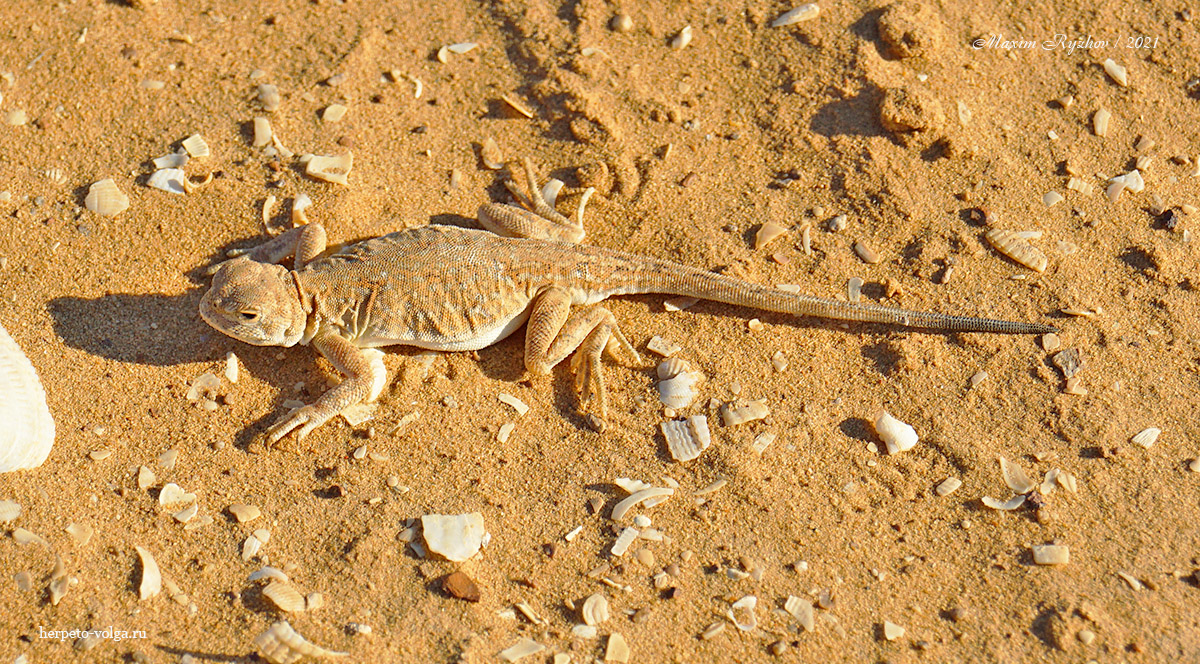 Круглоголовка-вертихвостка (Phrynocephalus guttatus) Круглоголовка-вертихвостка (Phrynocephalus guttatus)