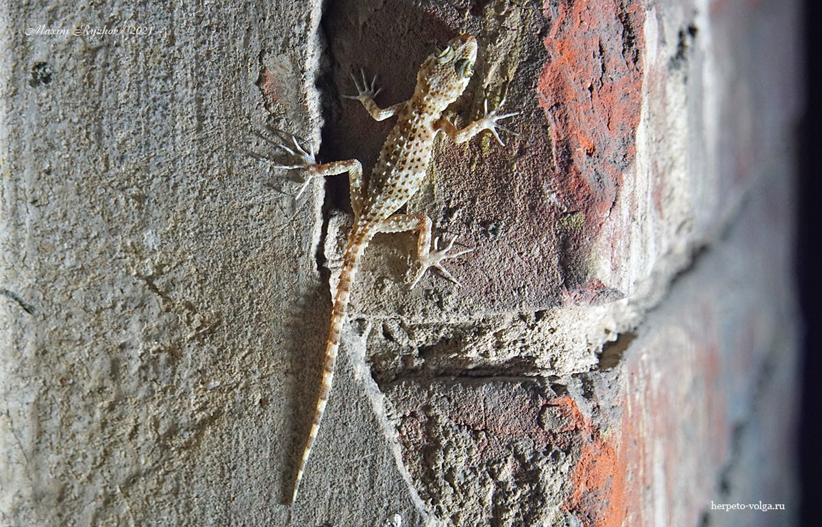 Каспийский геккон (Tenuidactylus caspius)