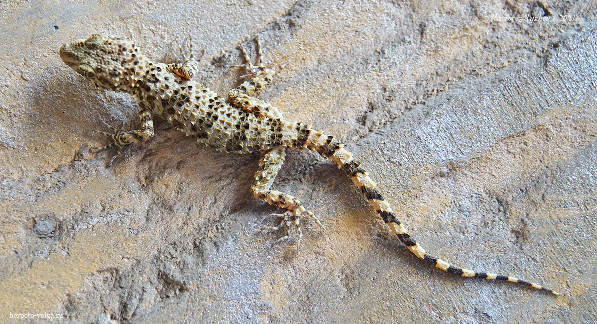 Каспийский геккон (Tenuidactylus caspius)