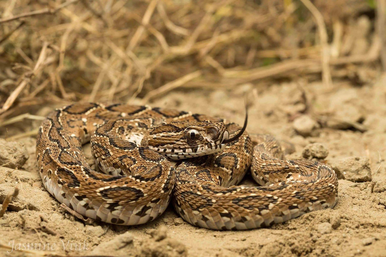 Цепочная гадюка (Daboia russelii) Цепочная гадюка (Daboia russelii)