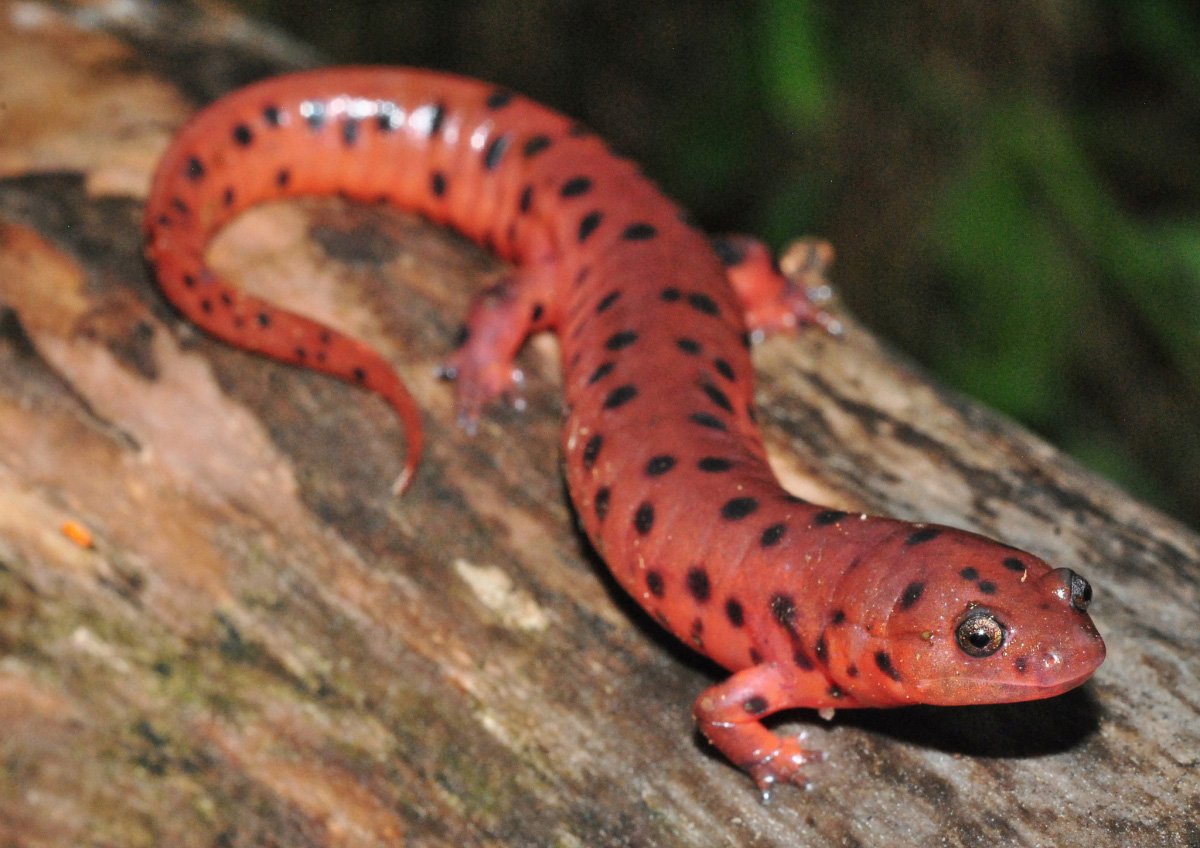 Eastern Mud Salamander (Pseudotriton montanus) Eastern Mud Salamander (Pseudotriton montanus)