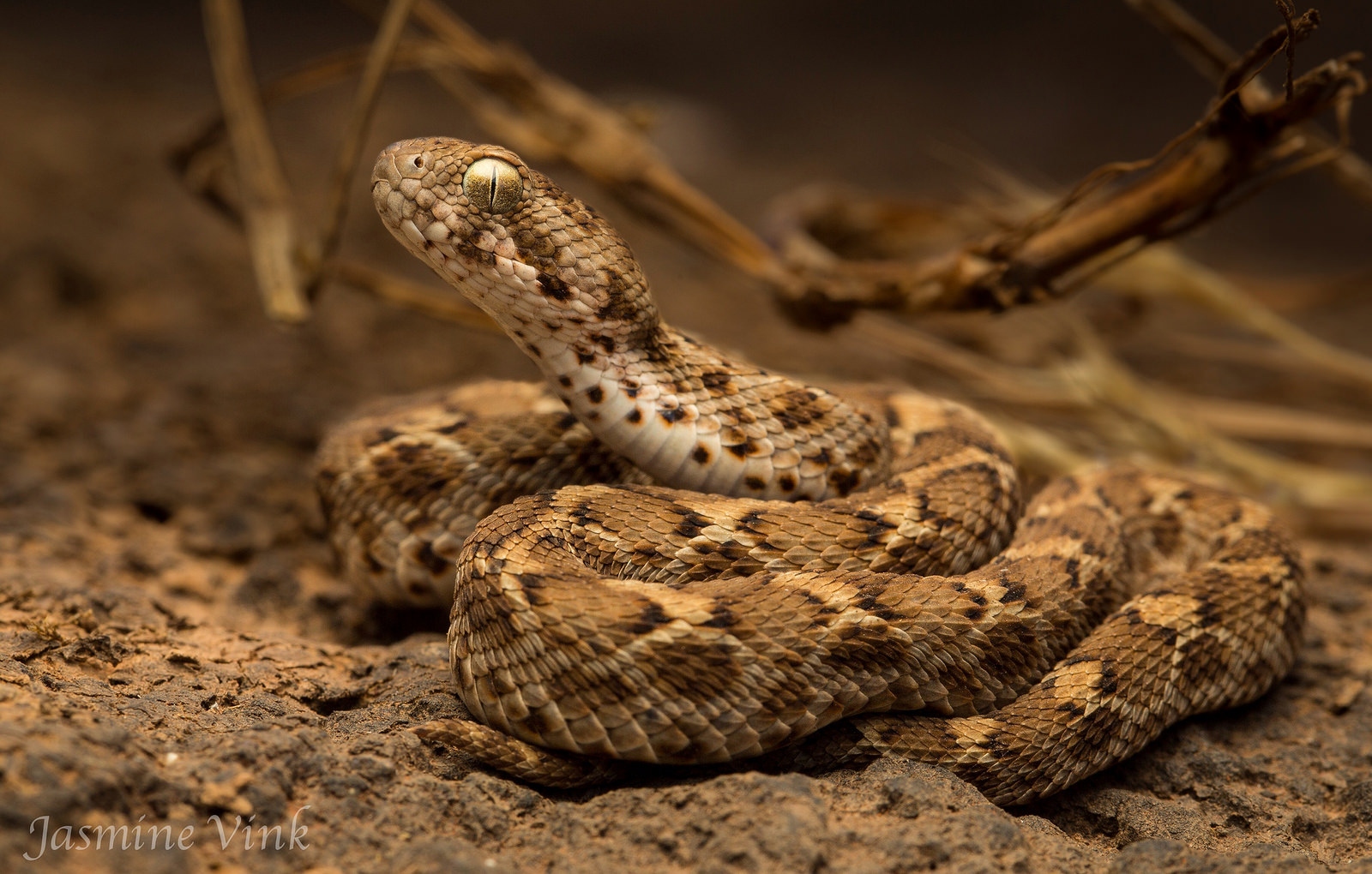 Песчанная эфа (Echis carinatus) Песчанная эфа (Echis carinatus)