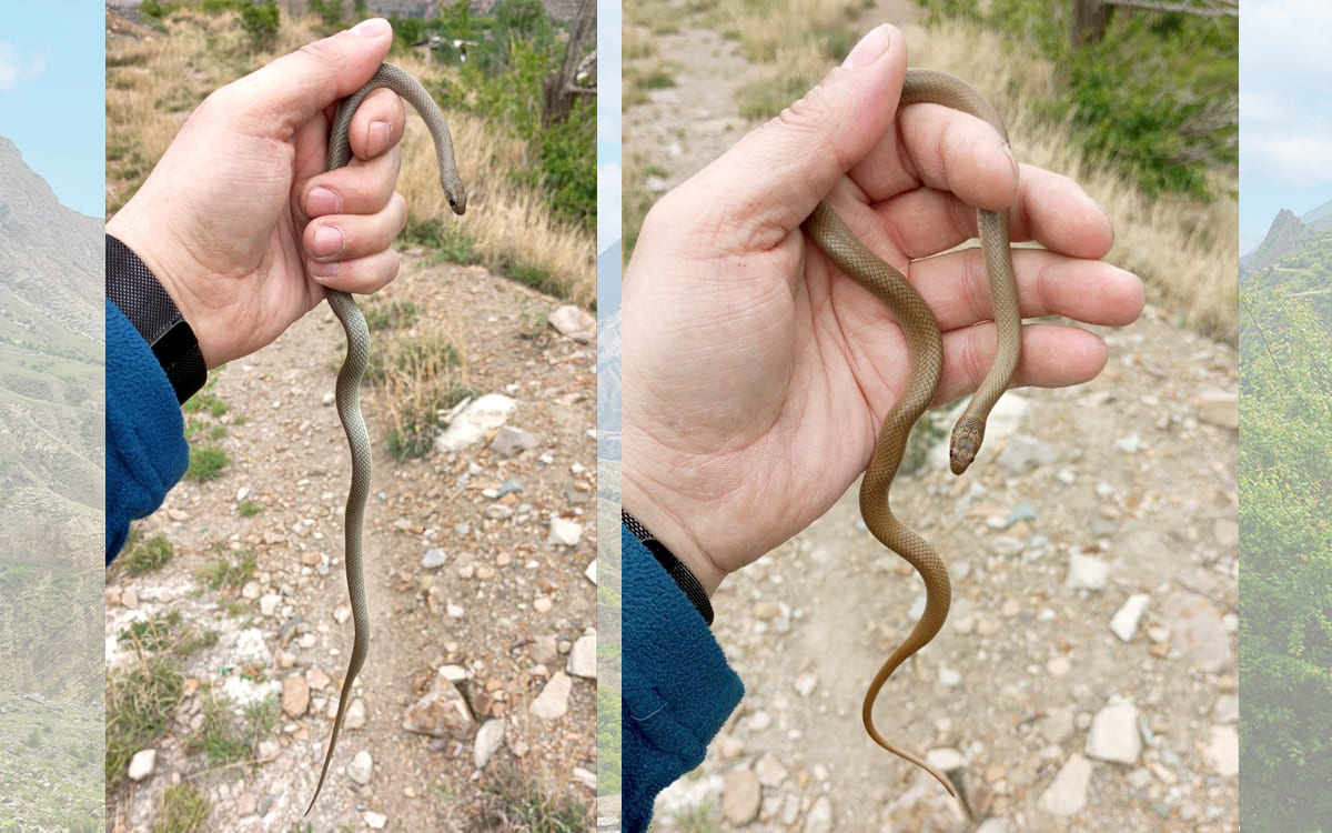 Cмирный эйренис (Eirenis modestus)