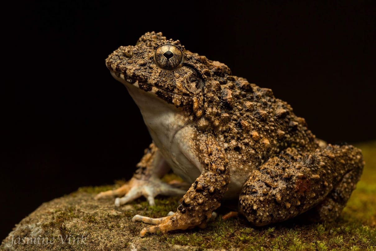 Kerala wart frog (Fejervarya keralensis)