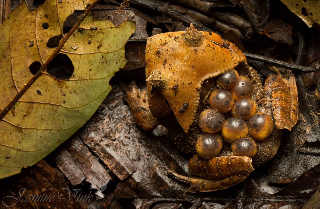 Spix's horned frog (Hemiphractus scutatus)