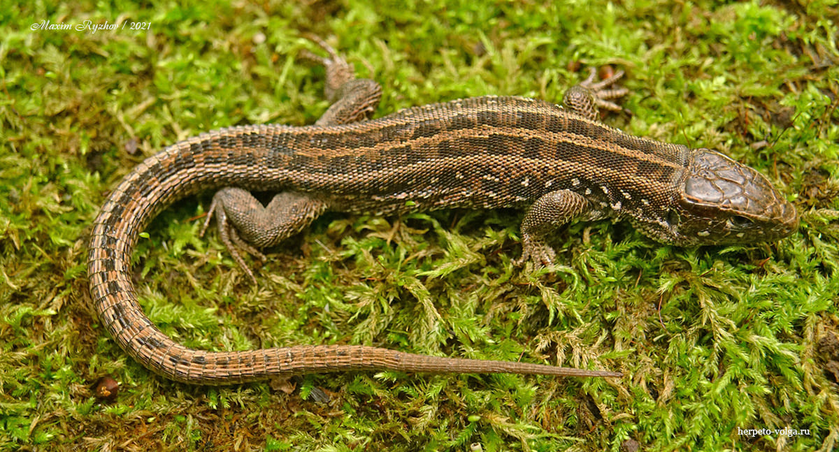 Прыткая ящерица (Lacerta agilis)