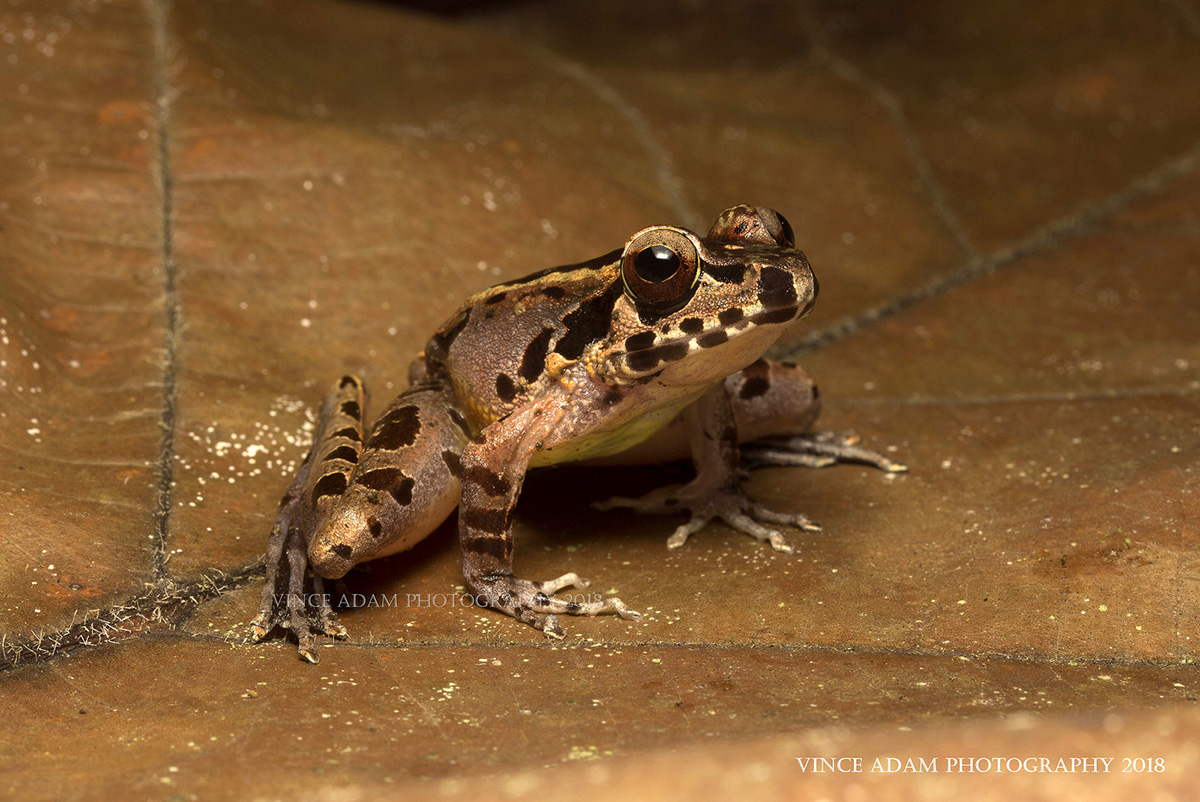 Калимантанская каскадница Huia cavitympanum