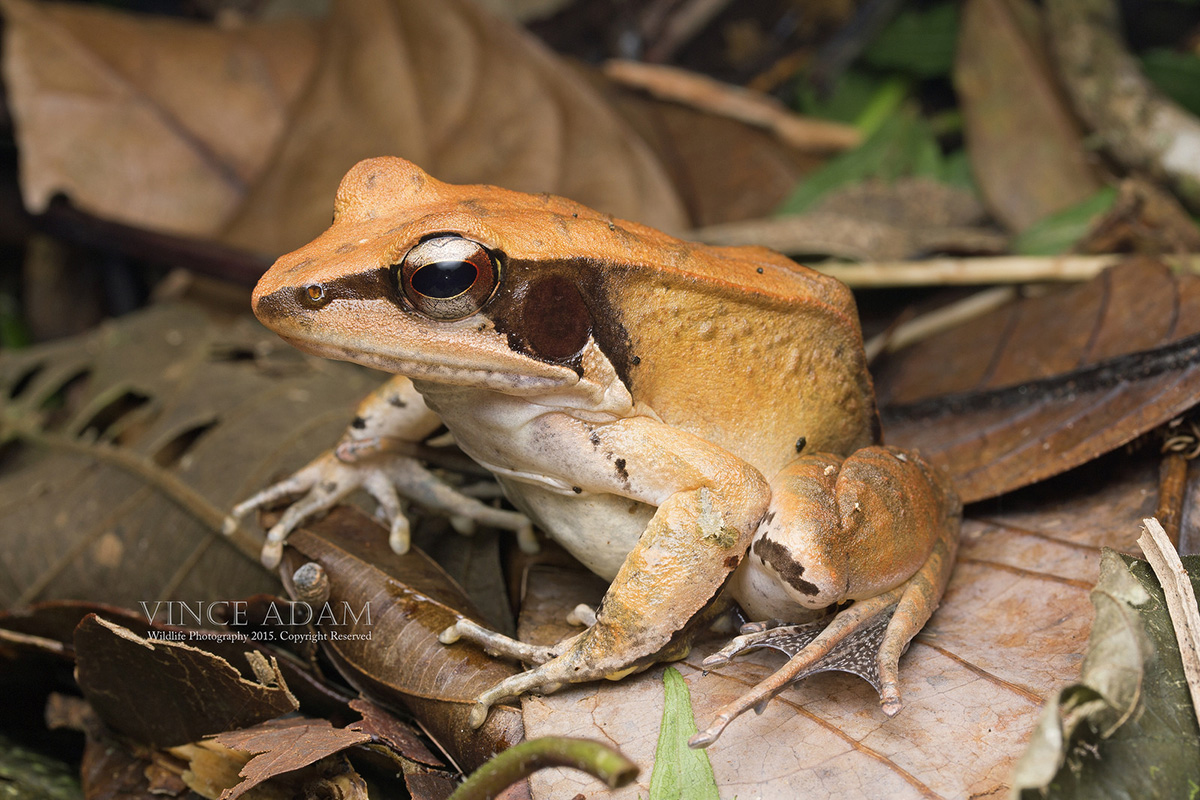  Трехполосная лягушка Humerana miopus