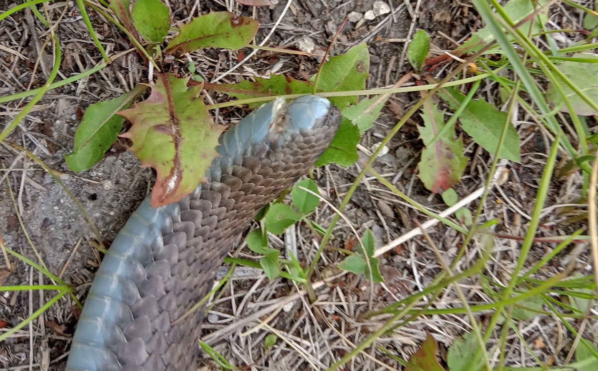 Обыкновенная гадюка (Vipera berus)
