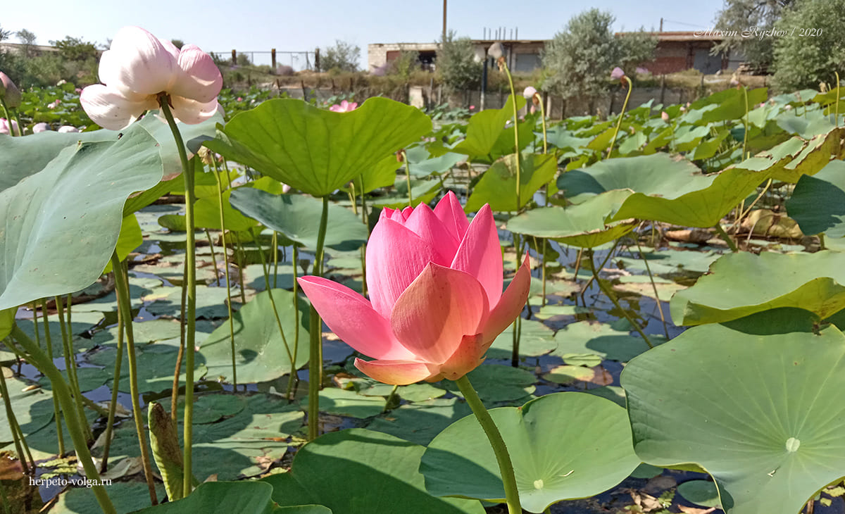 Лотос (Nelumbo nucifera)