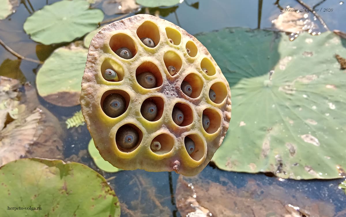 Плод лотоса (Nelumbo nucifera) с семенами