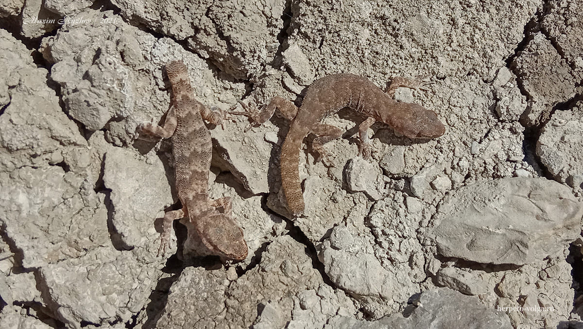 Пискливый геккончик (Alsophylax pipiens)