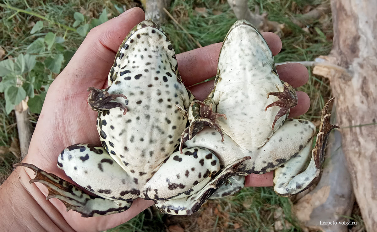 Озерная лягушка (Pelophylax ridibundus)