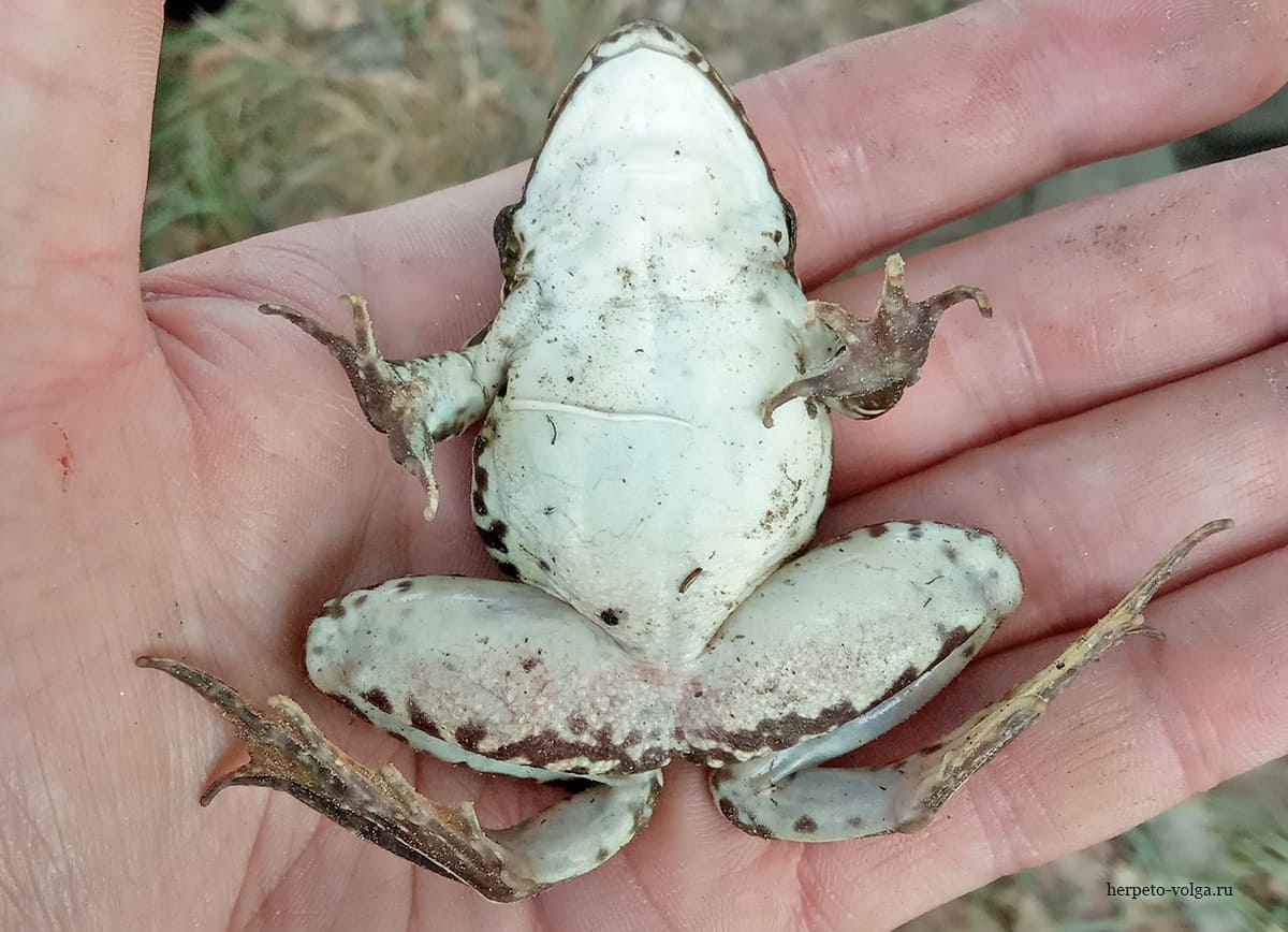 Озерная лягушка (Pelophylax ridibundus)