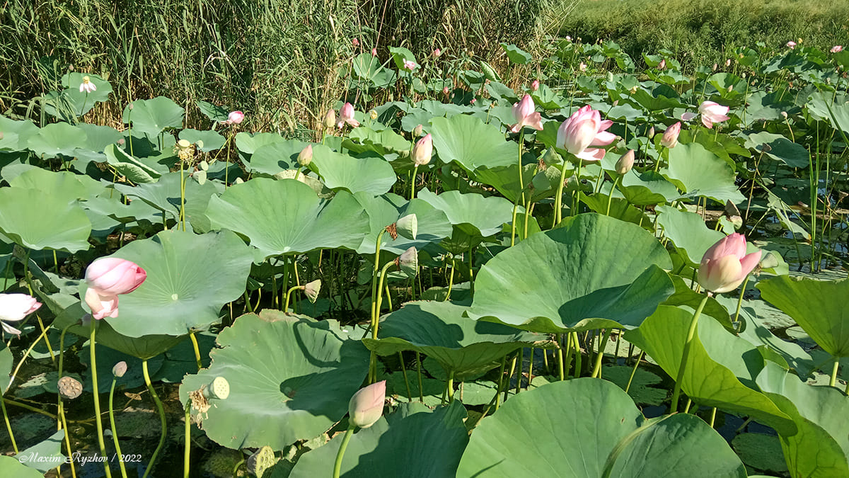 Лотосы (Nelumbo nucífera) в Джалыково (Калмыкия) Лотосы (Nelumbo nucífera) в Джалыково (Калмыкия)