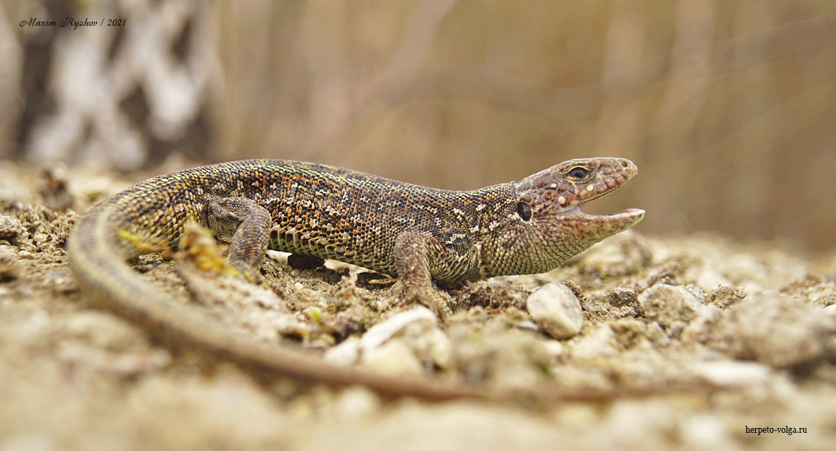Прыткая ящерица (Lacerta agilis)
