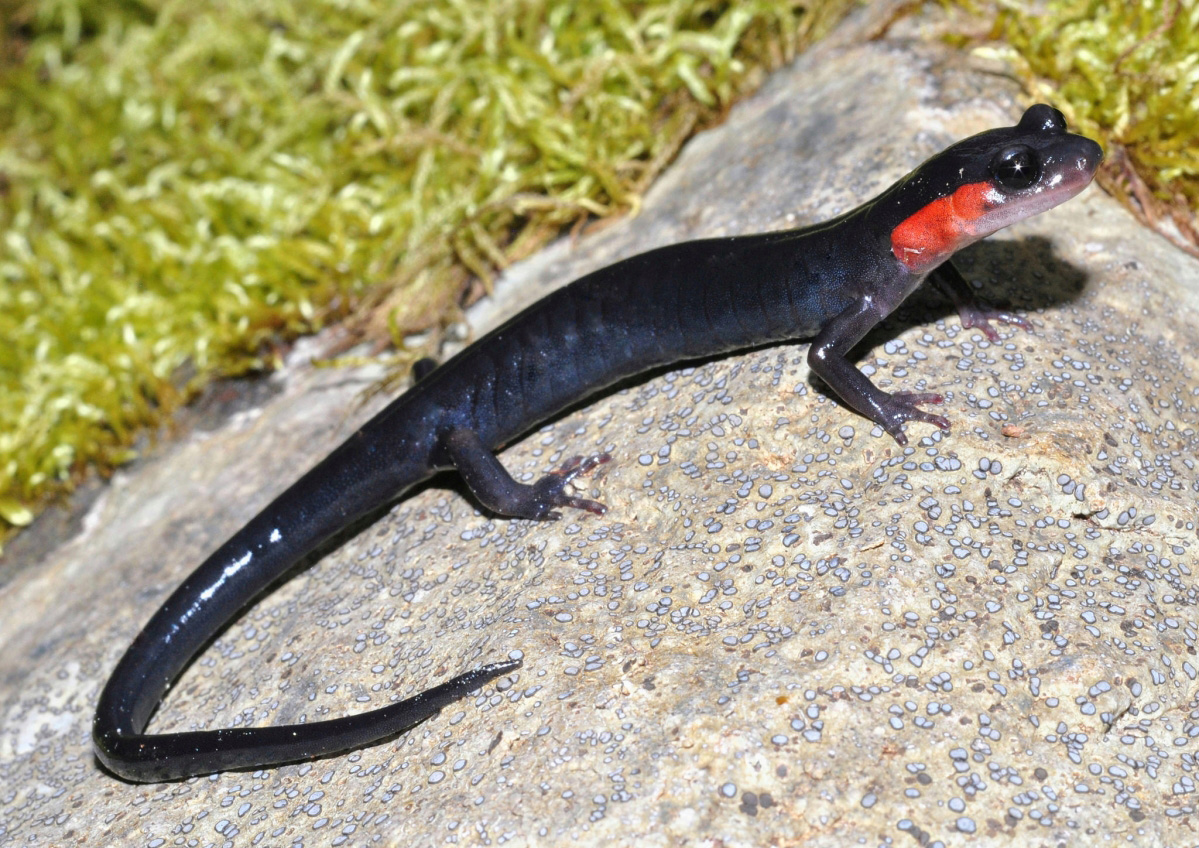 Jordan's (Red Cheeked) Salamander (Plethodon jordani) Jordan's (Red Cheeked) Salamander (Plethodon jordani)