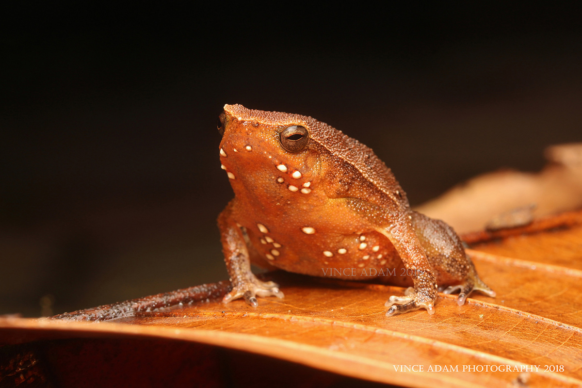 Перепончатый узкорот Kalophrynus palmatissimus