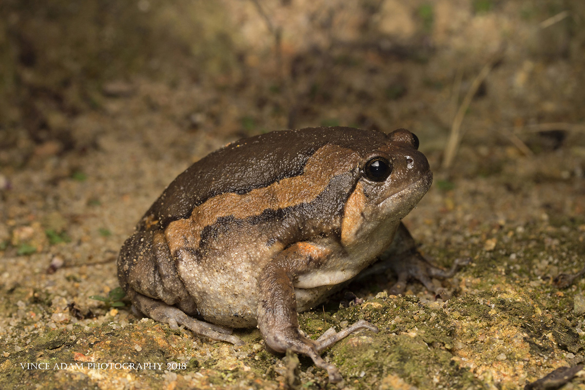 Украшенная бычья лягушка Kaloula pulchra