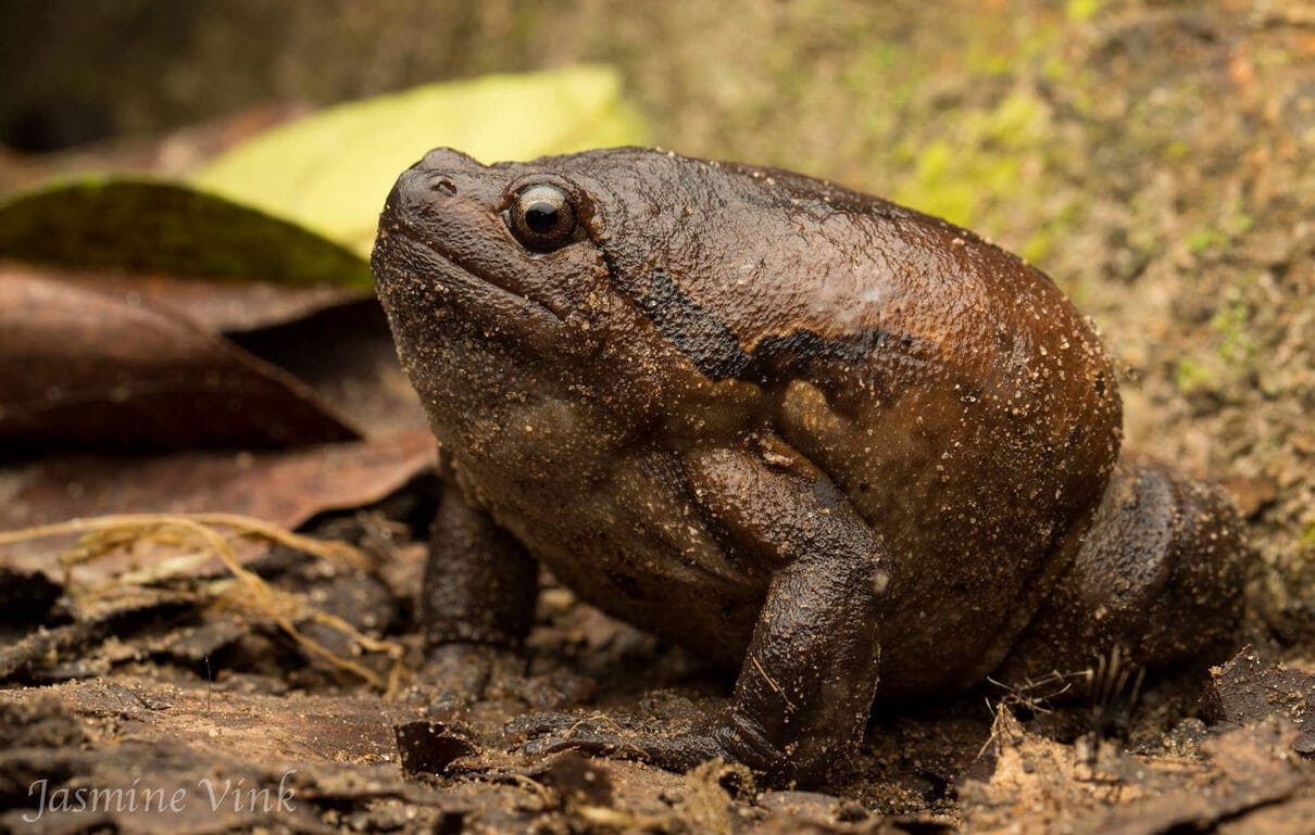Asian painted frog (Kaloula pulchra)