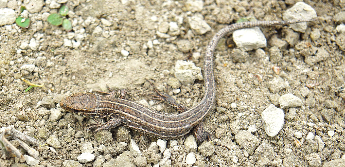 Прыткая ящерица (Lacerta agilis)