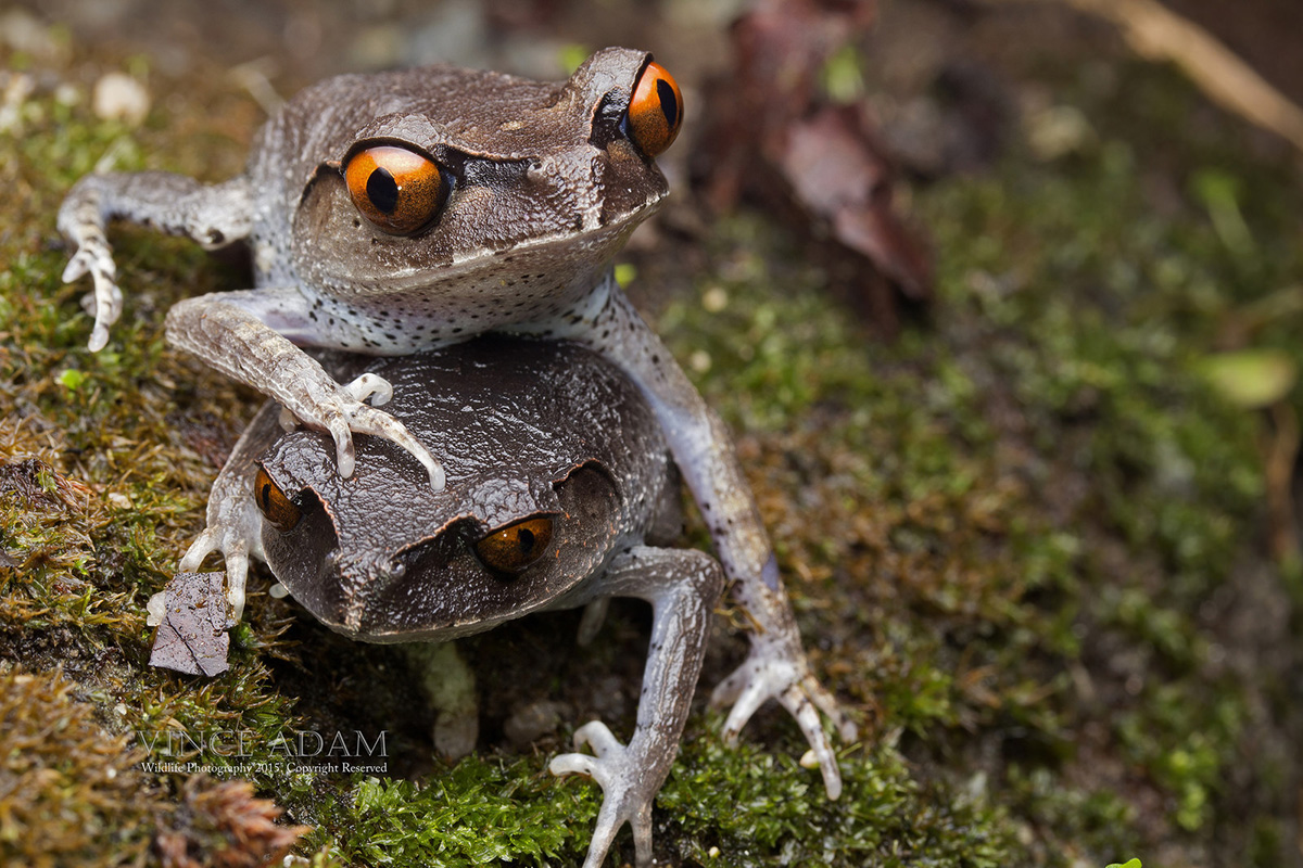 Пятнистая лягушка Leptobrachium hendricksoni