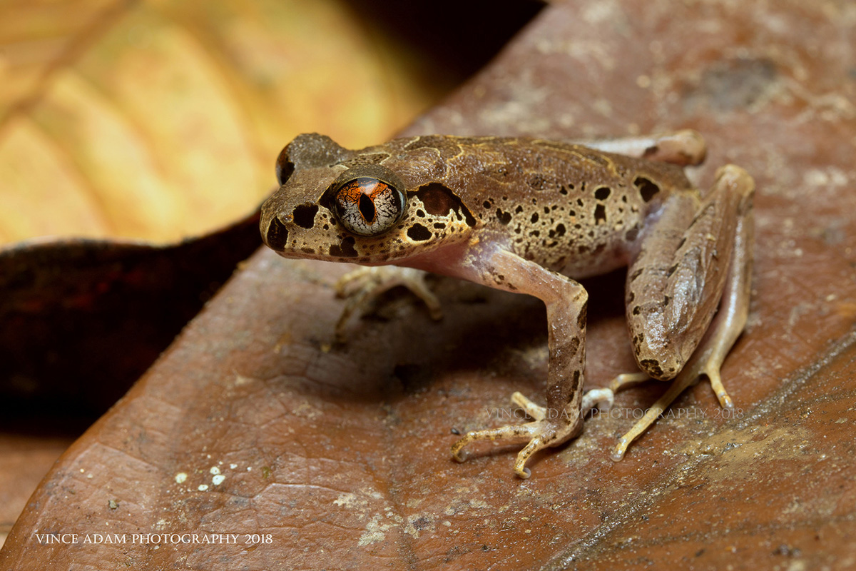 Painted Slender Litter Frog Leptolalas pictus