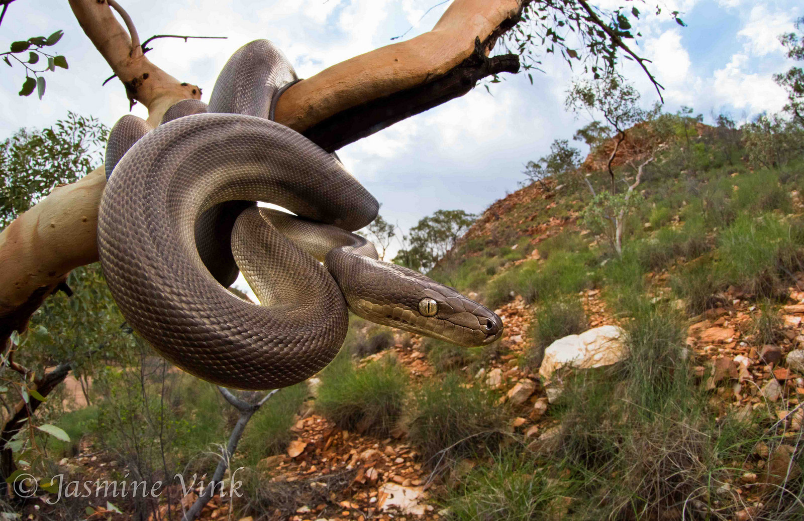 Оливковый питон (Liasis olivaceus) Оливковый питон (Liasis olivaceus)