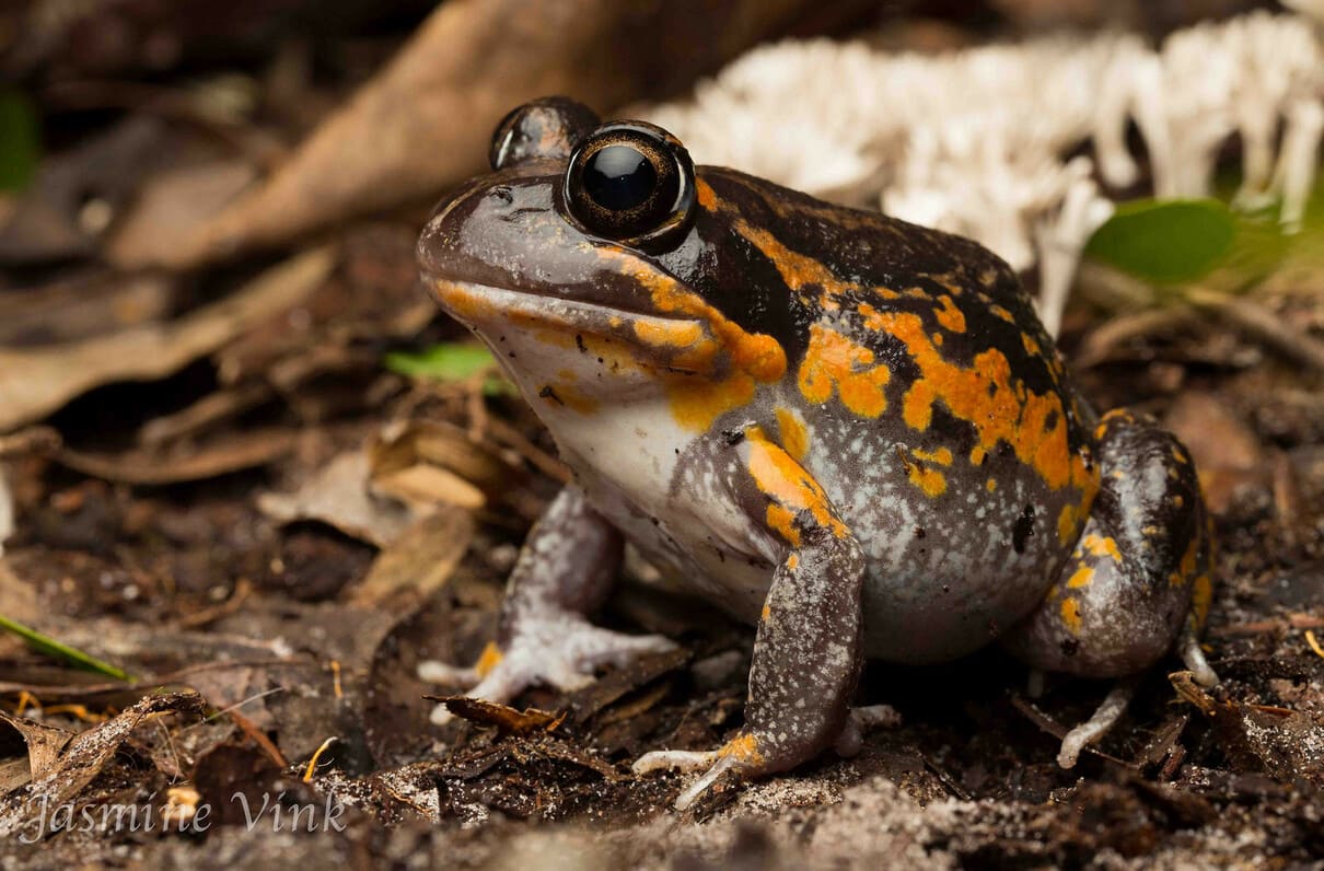 Scarlet sided pobblebonk (Limnodynastes terraereginae)