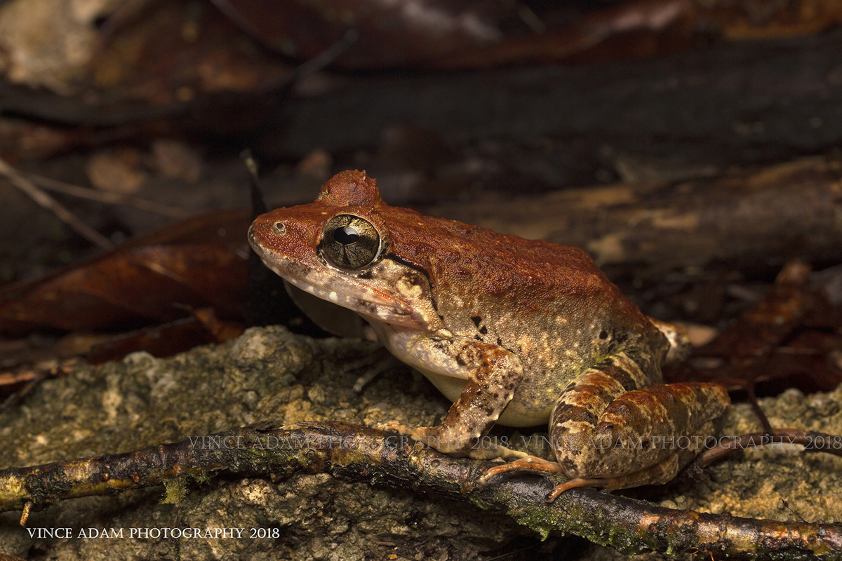 Речная лягушка Блайта Limnonectes blythii