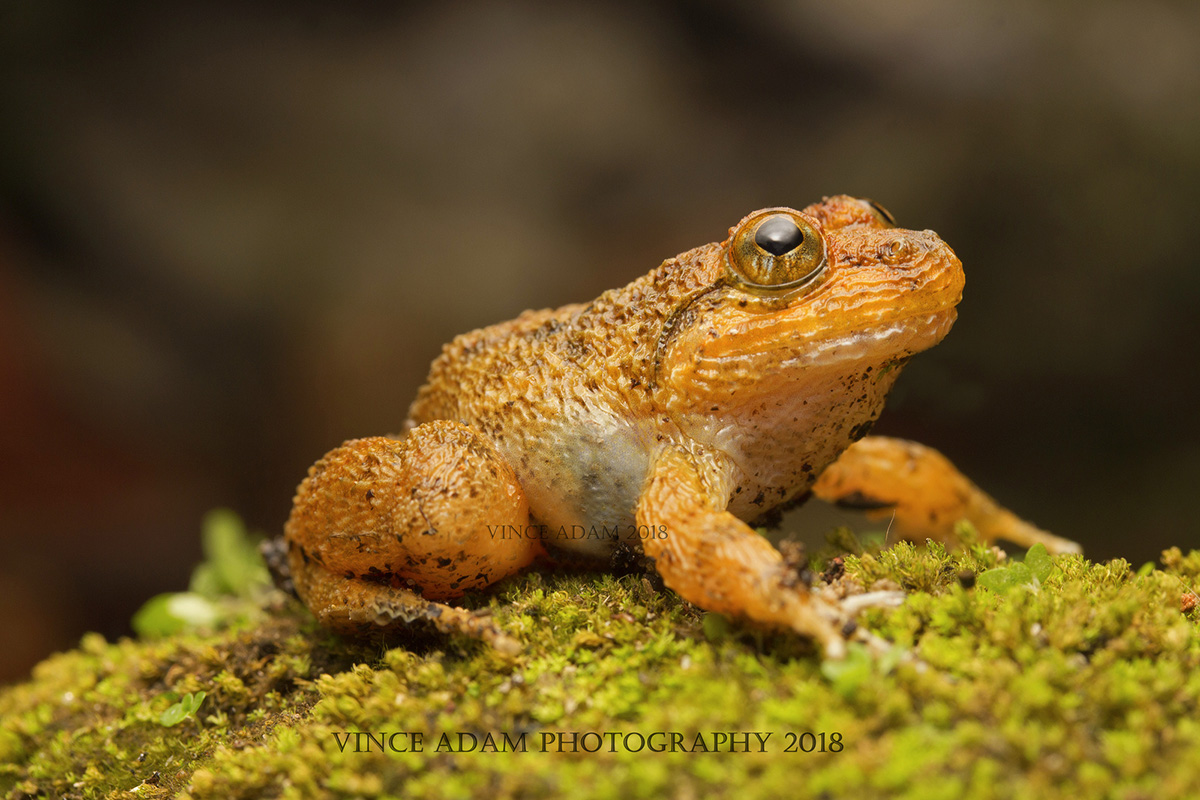 Гофрированная лягушка  Limnonectes laticeps