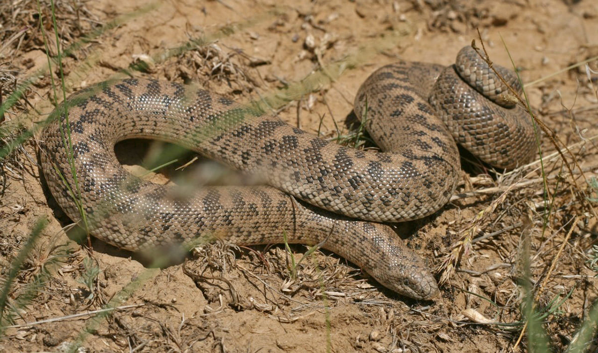 Западный удавчик (Eryx jaculus) Западный удавчик (Eryx jaculus)