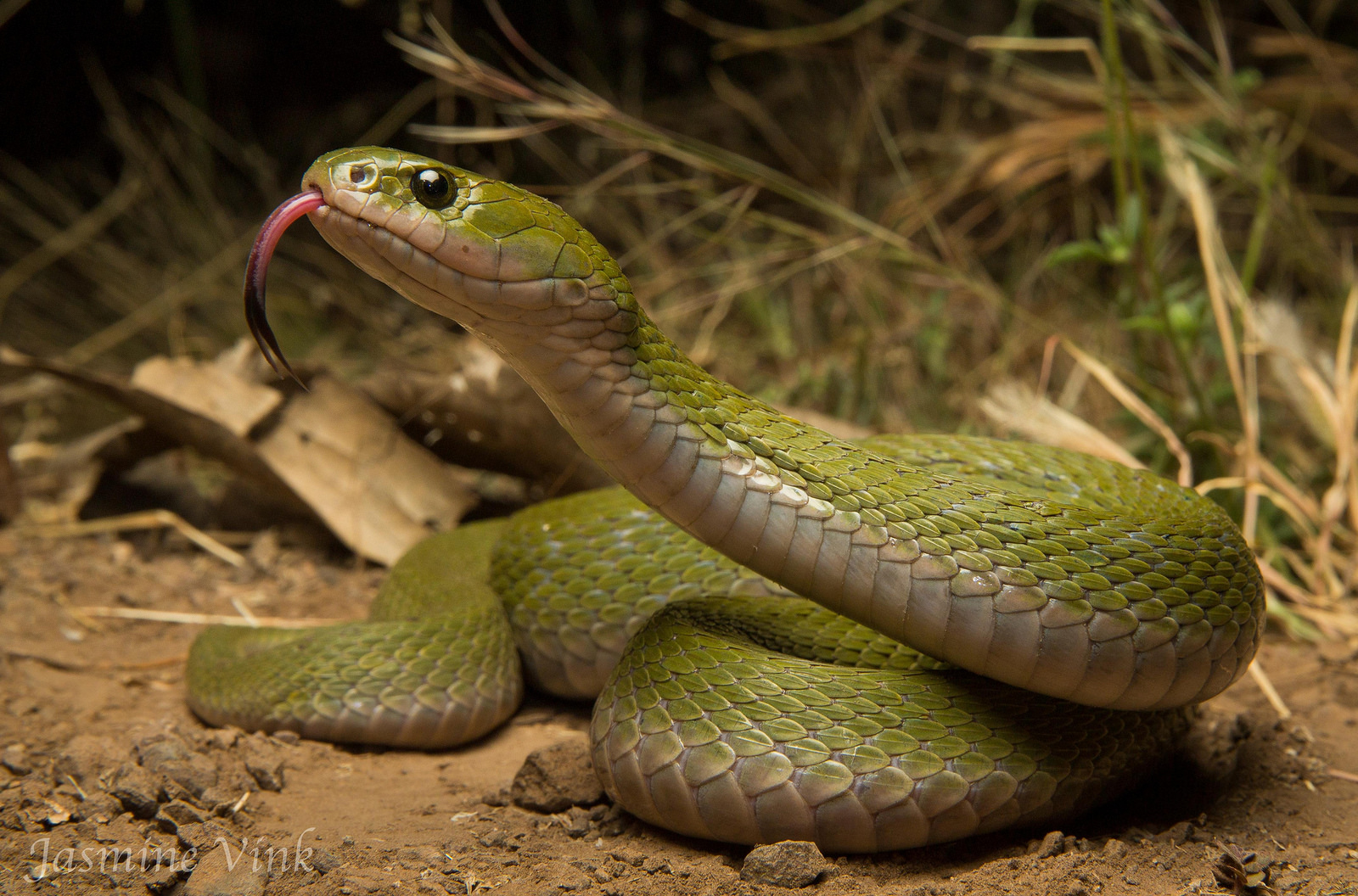 Зеленый килебрюхий уж (Macropisthodon plumbicolor) Зеленый килебрюхий уж (Macropisthodon plumbicolor)