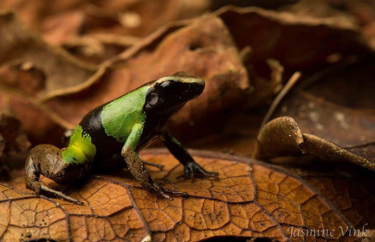 Beautiful mantella (Mantella pulchra)