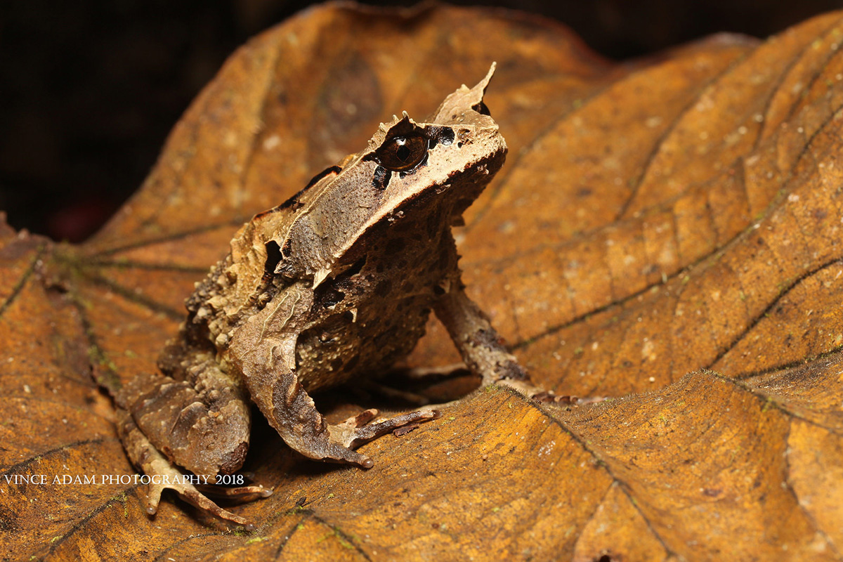 Рогатая чесночница Megophrys kobayashii 