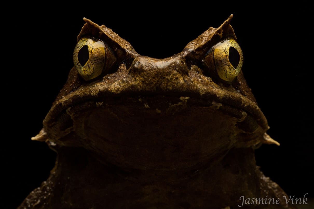 Kobayashis horned frog (Megophrys kobayashii)