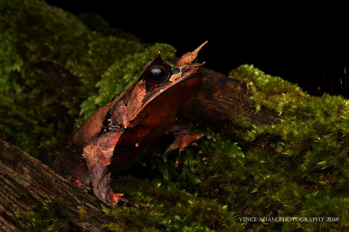 Рогатая чесночница Megophrys nasuta