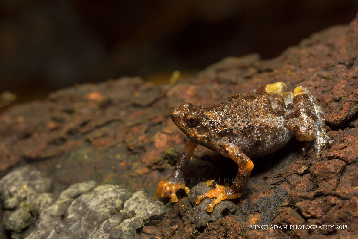 Tree hole frog Metaphrynella sundana