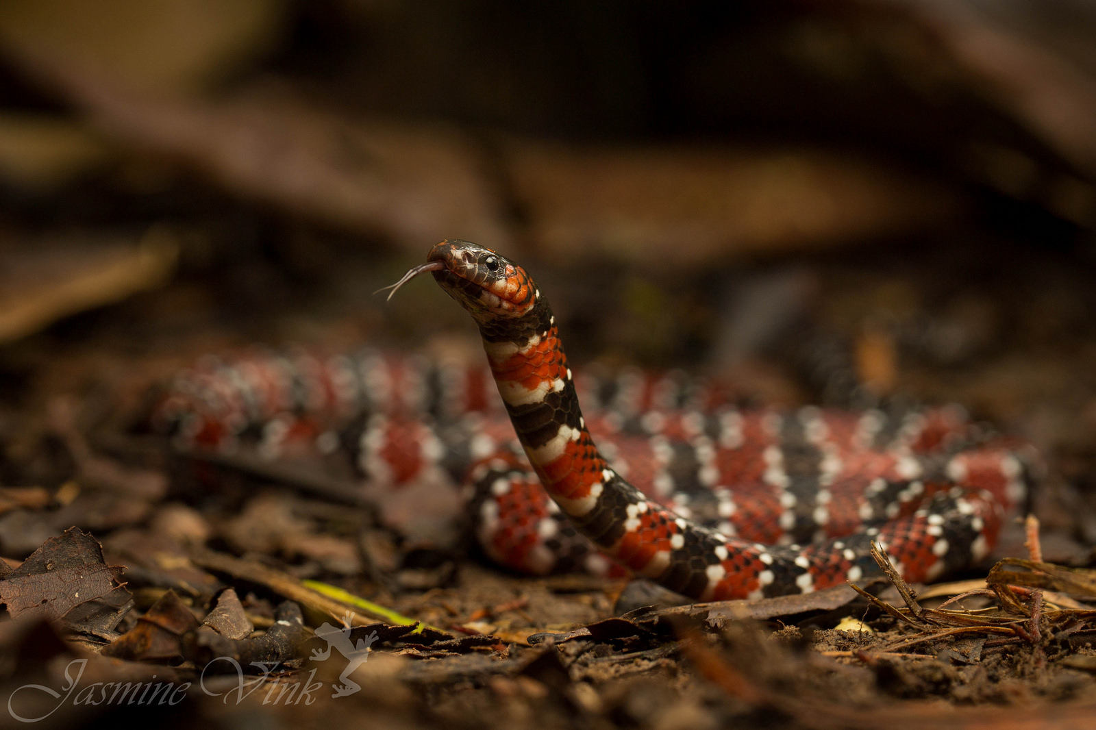 Коралловый аспид (Micrurus ornatissimus) Коралловый аспид (Micrurus ornatissimus)