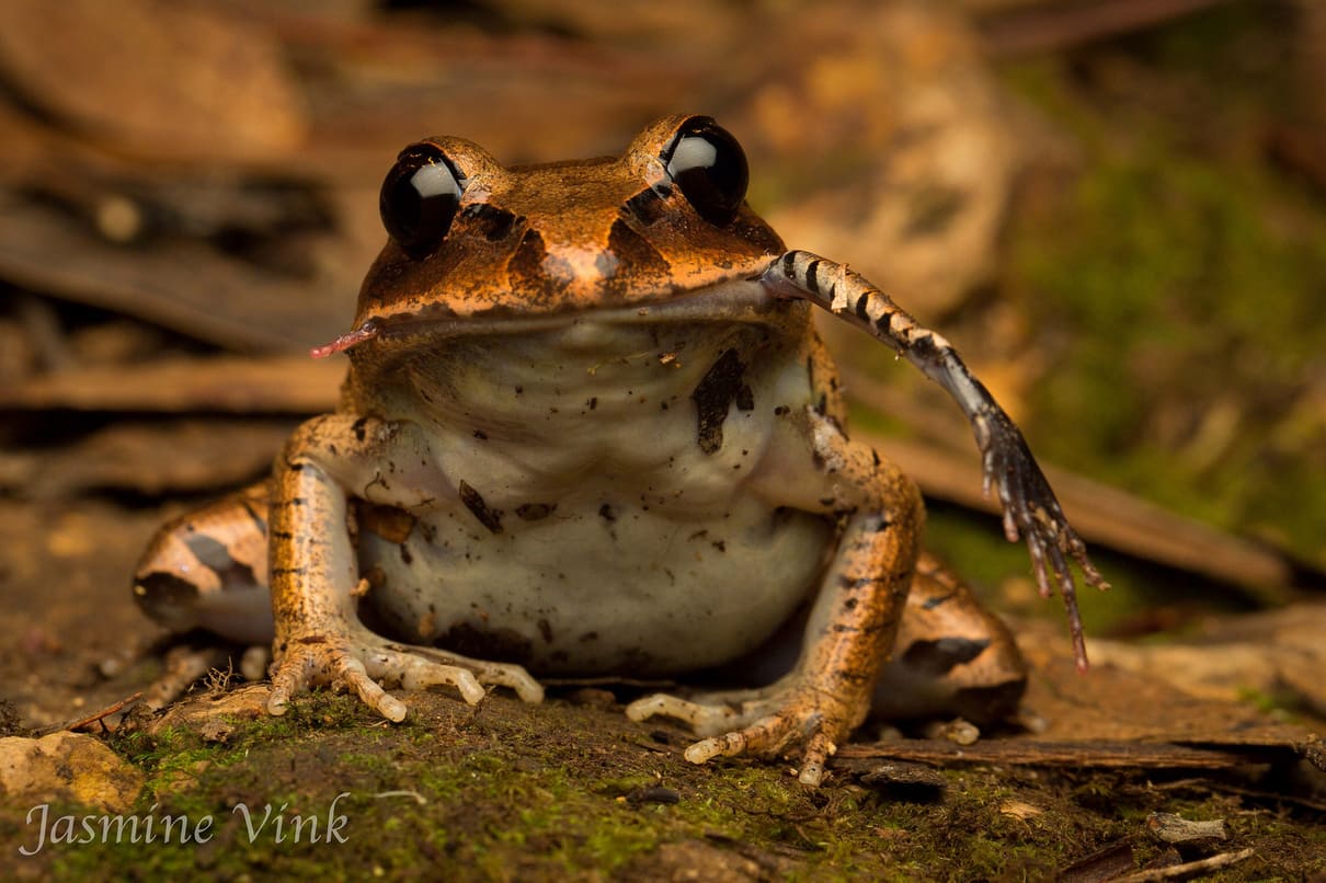 Большая полосатая лягушка (Mixophyes fasciolatus)