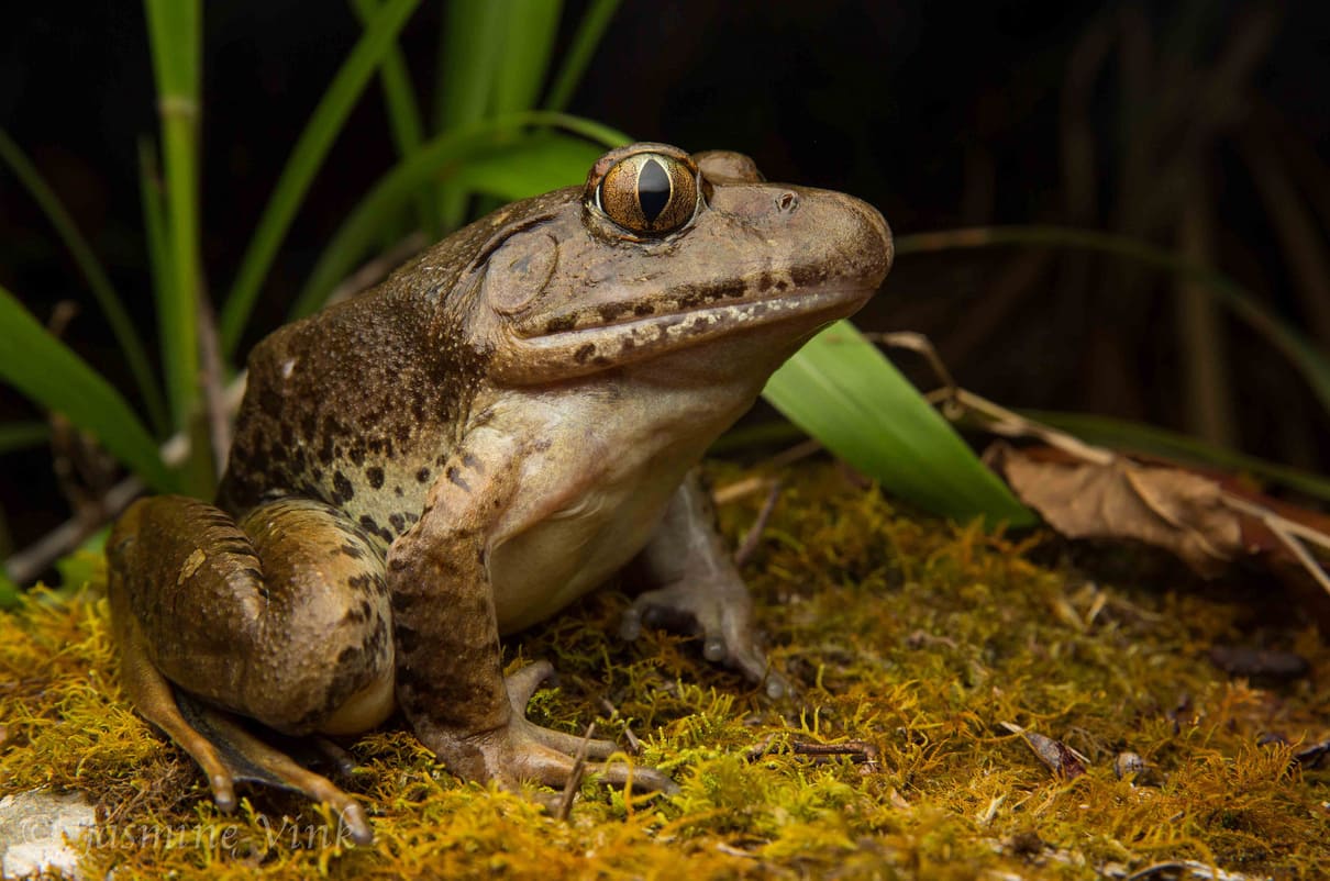 Giant barred frog (Mixophyes iteratus)