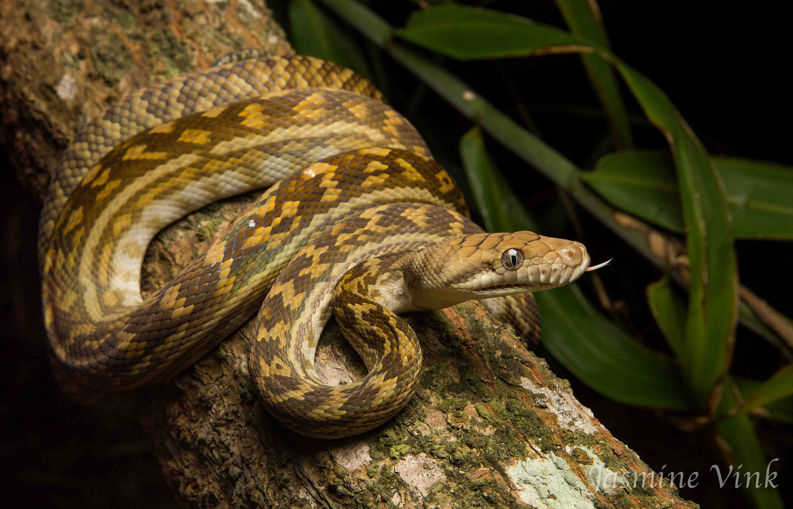 Аметистовый питон (Morelia kinghorni) Аметистовый питон (Morelia kinghorni)