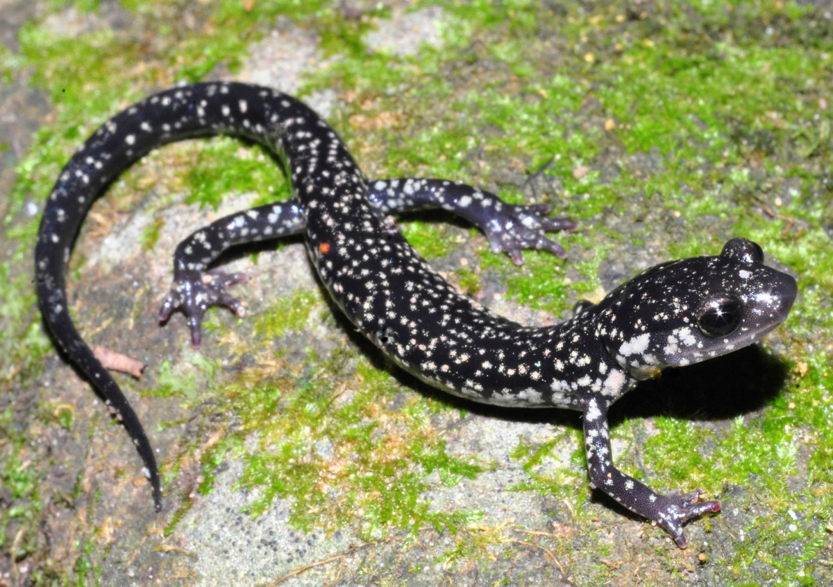 Northern Slimy Salamander (Plethodon glutinosus) Northern Slimy Salamander (Plethodon glutinosus)