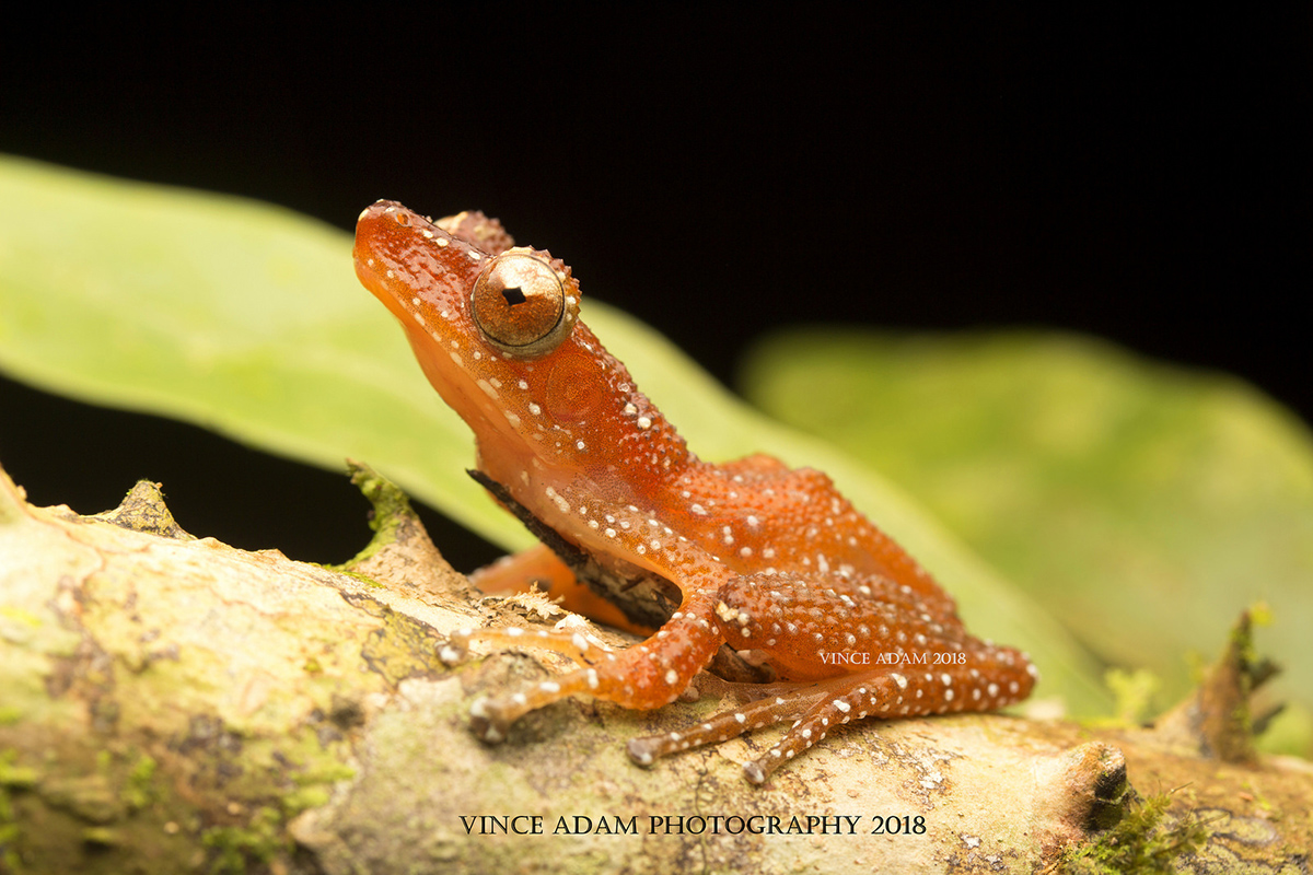 Шоколадно-белый веслоног Nycticalus pictus